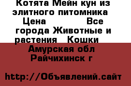 Котята Мейн-кун из элитного питомника › Цена ­ 20 000 - Все города Животные и растения » Кошки   . Амурская обл.,Райчихинск г.